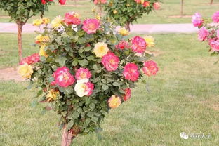 月季树， 抗风耐寒，四季常开