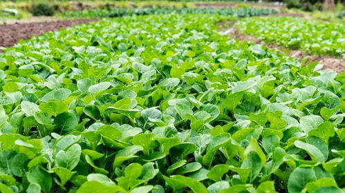 冬季：寒冬里的绿色小确幸