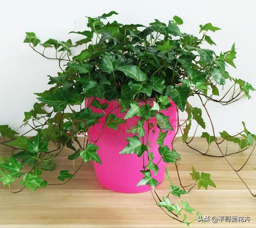 常春藤的实用价值