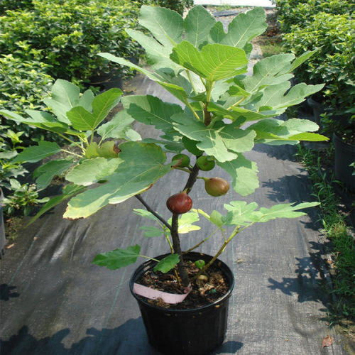 无花果修剪：掌握剪枝技巧