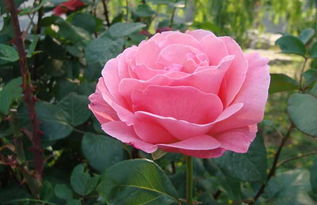 采用正确的扦插方法， 小生命才嫩顺利扎根