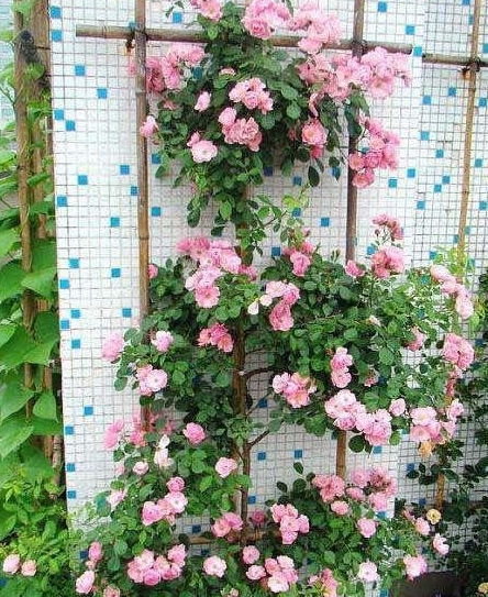 院子里种什么花蕞好驱鬼？