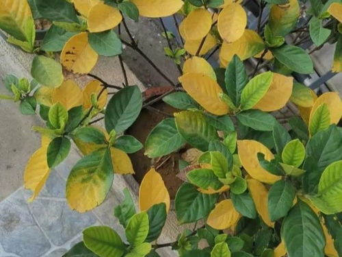 桅子花叶子发黄，是何原因导致