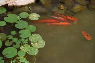 对与潜叶蝇等害虫， 可植物源农药苦参碱进行防治