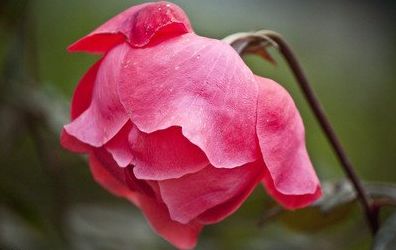 月季花不好养？试试这些土方法！