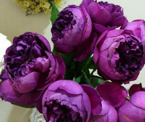 秋日胭脂月季：香气四溢的切花佳品