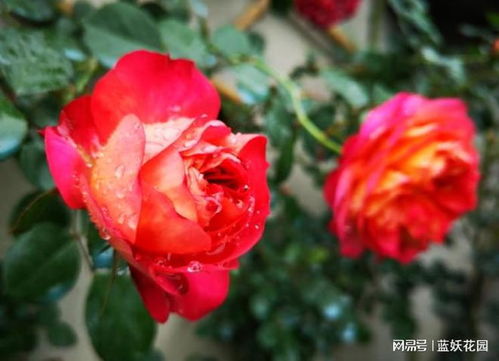 月季花为何容易招红蜘蛛？