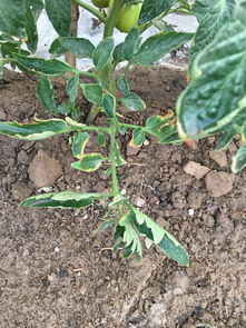 西红柿叶子发黄的原因和解决方法