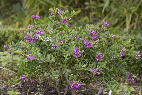 山区花卉种植的挑战