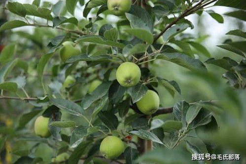 果树落叶原因及防治策略