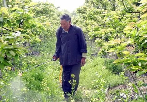 耕种帮解答：kan杂草种类， 选对除草剂