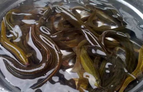 黄鳝鱼网箱驯食五要点：基础驯食方法