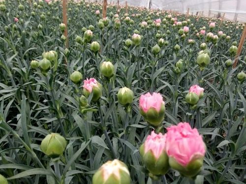 第二章：土壤的选择