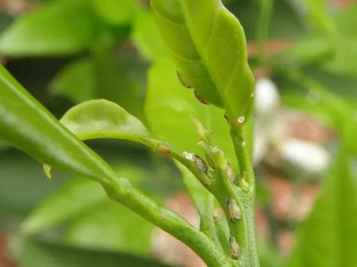 2. 柑橘木虱的噩梦