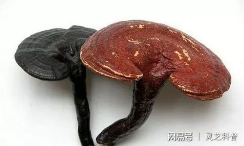 灵芝：千年仙草
