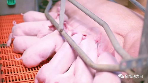 猪场生殖激素应用技巧分享