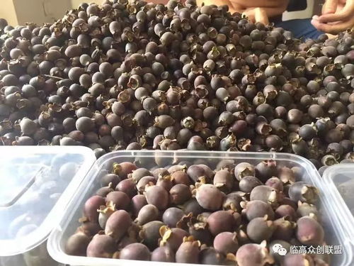 桃金娘功效强大？它的作用究竟有哪些