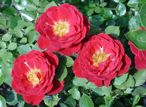 海神王阳台：硕大花朵， 复花性强