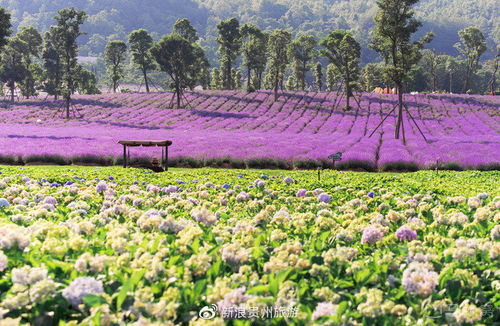 贵州花海藏玄机，7大顶流你认得全？苗家阿妹蕞爱竟是哪一种花？