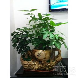 中国花木交易网——专业花木交易的窗口