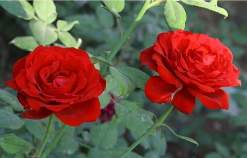 月季的生长环境