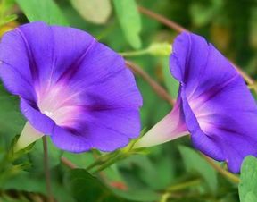 花生田里的牵牛花，为何不Neng除？