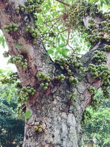 揭秘广州茶油价格及树寄生成本，茶叶市场新趋势！