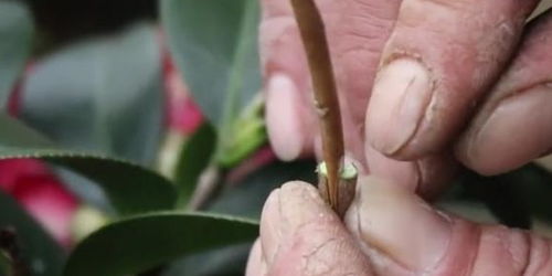 嫁接时间， 选对时机让月季花开得geng好