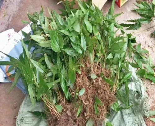 移栽补苗？别闹了！