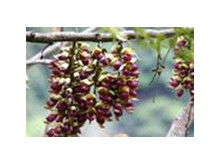 血藤种植过程中的注意事项