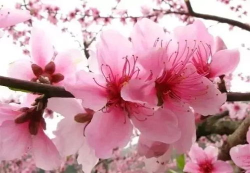 桃花之外3月开什么花