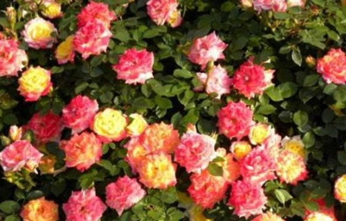 品种介绍， 了解一下