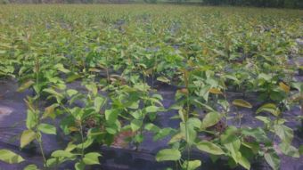 南昌苗木种植基地探秘