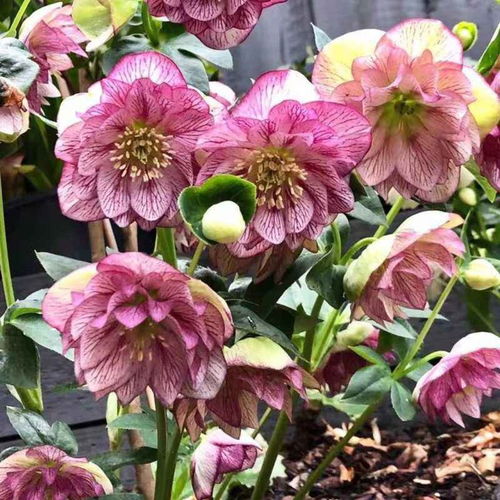 铁筷子花：耐寒的冬日精灵