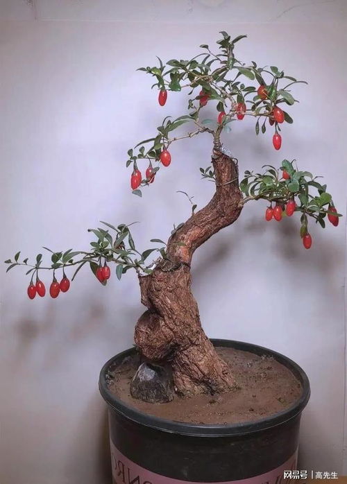 枸杞盆栽如何养护才能枝繁叶茂？