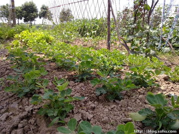 菜园旁打农药，真的违法吗？