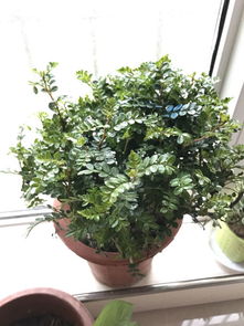 室内外香氛植物搭配指南：打造你的专属香氛空间