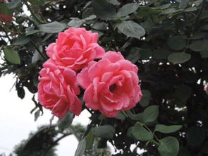 粉色系大花月季品种大放送