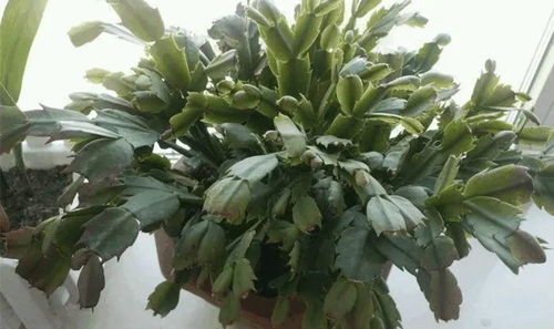 蟹爪兰叶片萎软不开花？揭秘养花难题！