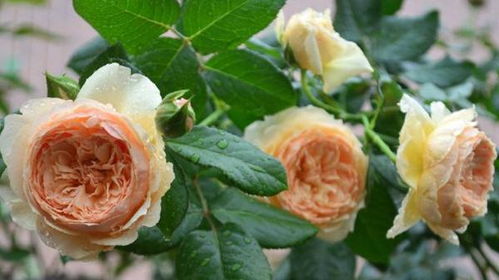 鸭脖：完美级别的月季