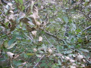 药剂防治：病株的“救星”