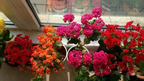 控制茎长，防倒伏有妙招！