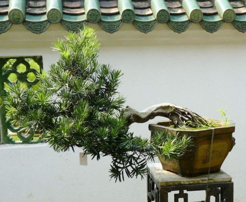 适时移植，清明前是黄金时期