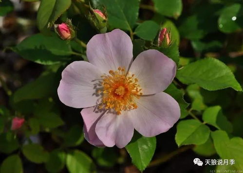 仙女罗瑟琳月季的香味揭秘