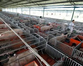 电子秤在散户生猪养殖中保障精准称重