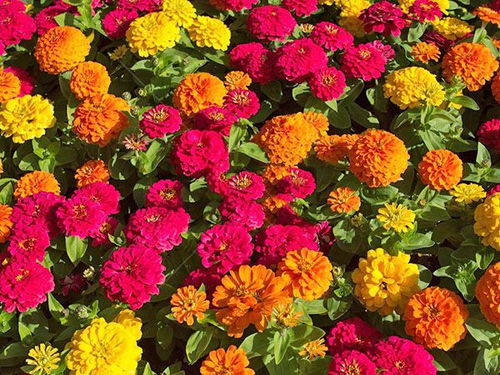 大花百日草的用途广泛，其观赏价值高吗？