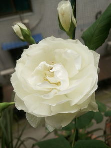 无名的裘德月季：花中的神秘佳人