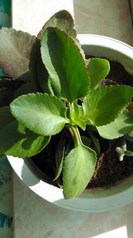 这花没叶子， 像是从阴间来的