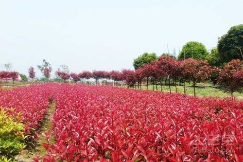 红叶石楠的价格，揭秘！