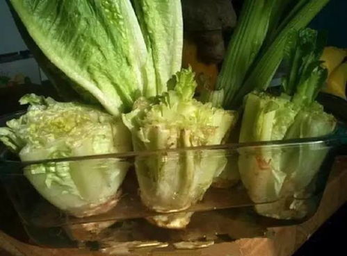 生菜怎么养长得又快又好？秘诀是土壤和光照吗